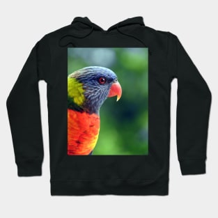 Rainbow Lorikeet Hoodie